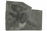 Two Rare Silurian Phyllocarid (Ceratiocaris) Fossils - Scotland #113114-1